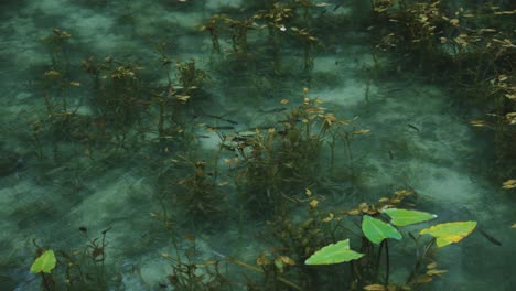 Pure-water-in-natural-beautiful-Koi-Pond,-Slow-motion-fish-swimming