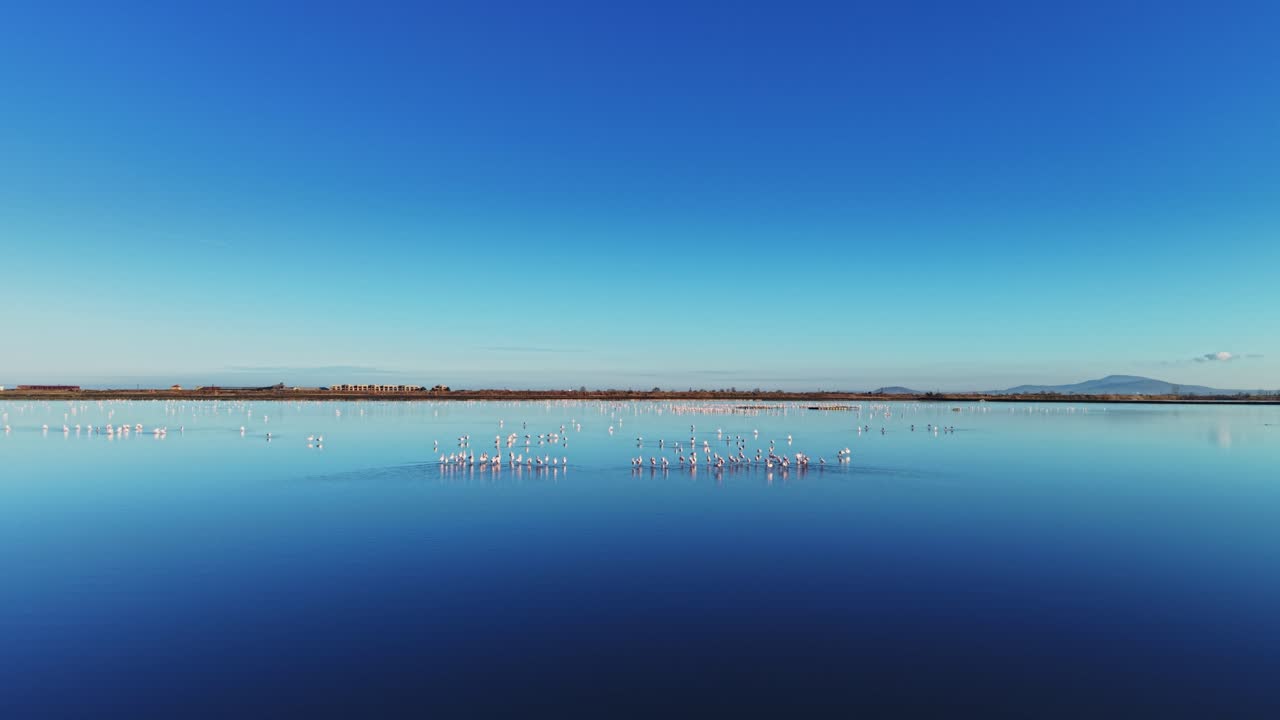 Flamingos gather in water under a blue sky at sunrise near a lake