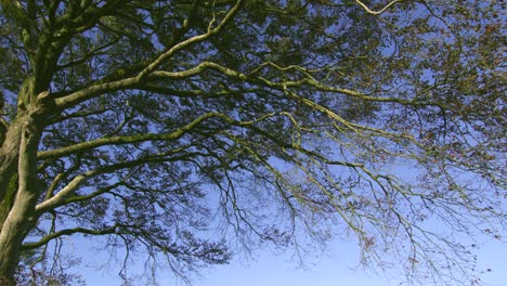 ramas de árboles en contraste con el cielo azul