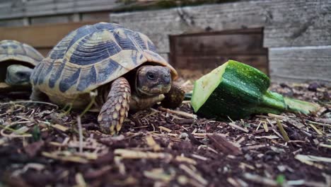 close-up view of two terrestrial tortoises eating cucumber on soil garden ground