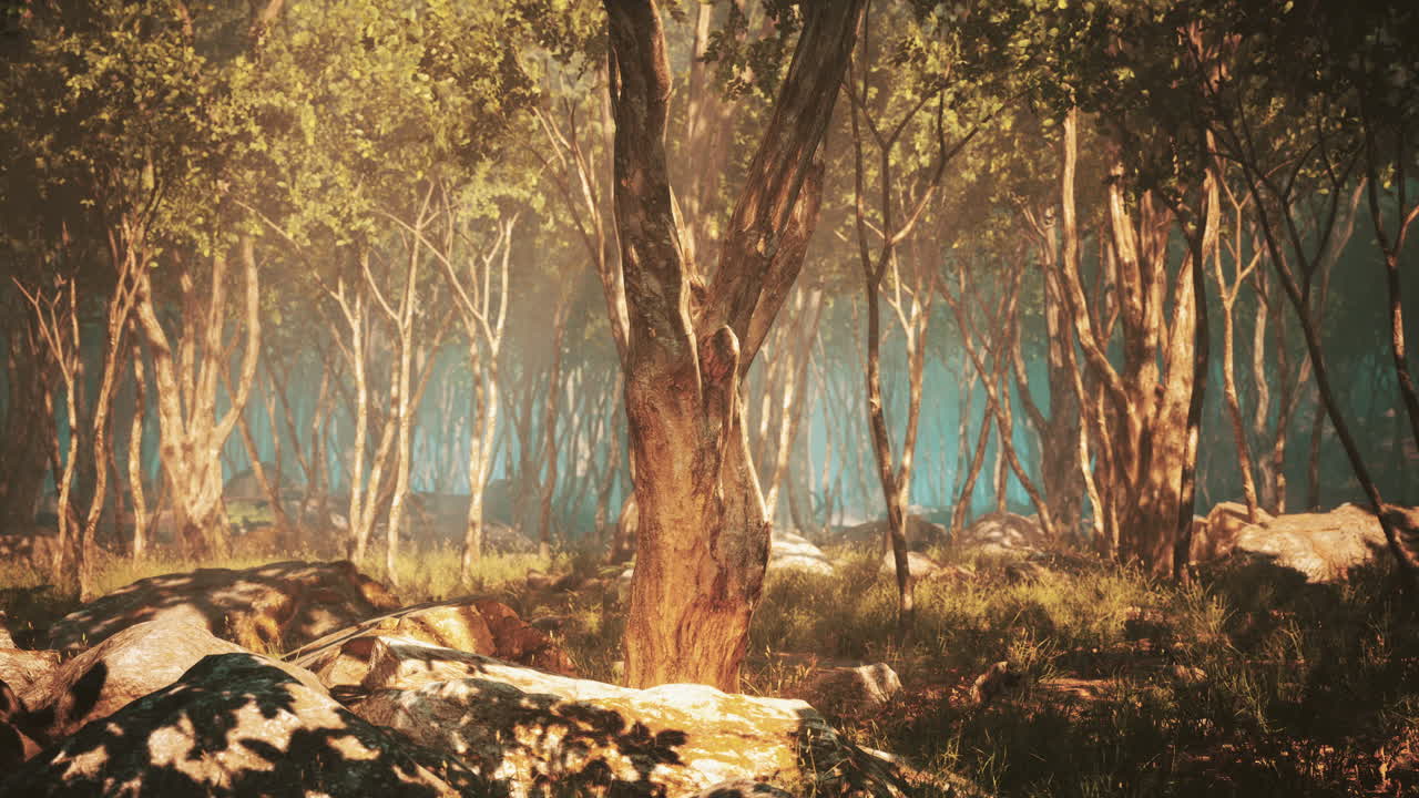 안개 가 가득 한 숲 에 있는 나무 의 뿌리