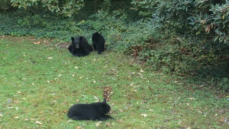 Schwarzbärenfamilie-Isst-Und-Ruht-Sich-Im-Hinterhof-Oder-Haus-In-Hendersonville-North-Carolina-Aus