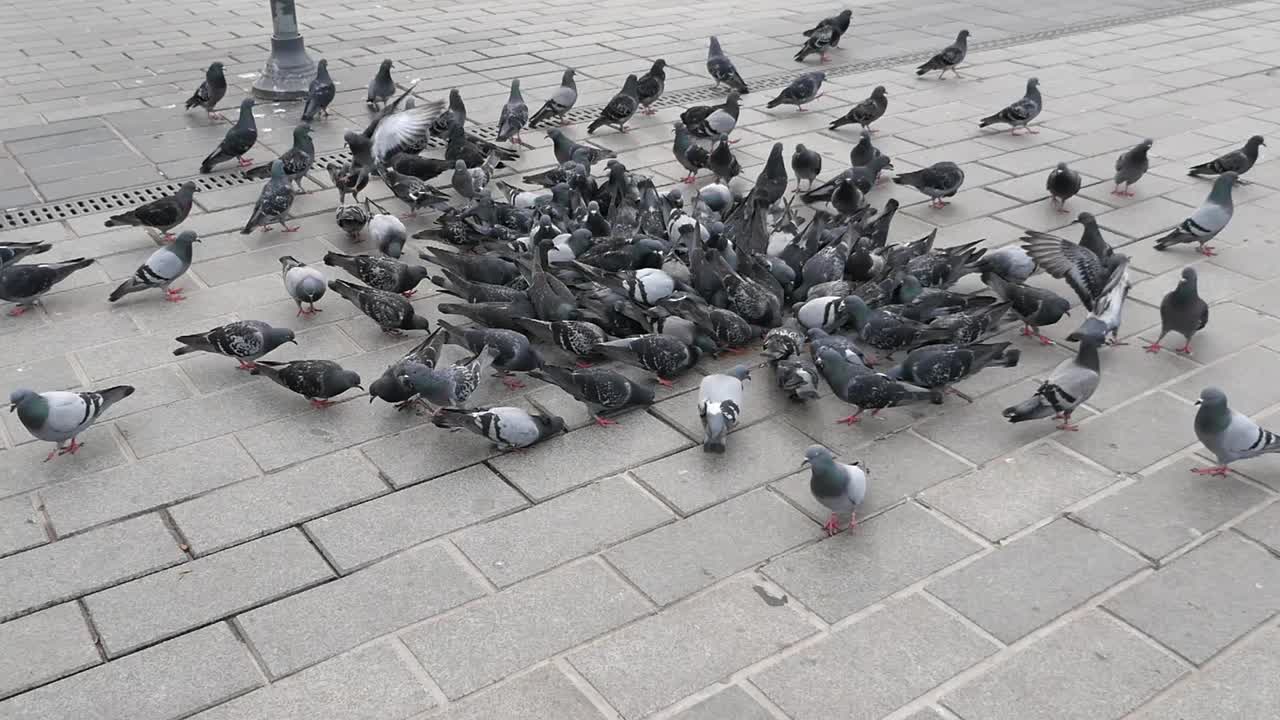 땅에서 먹이를 먹는 비둘기