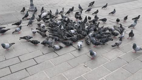 palomas que se alimentan en el suelo