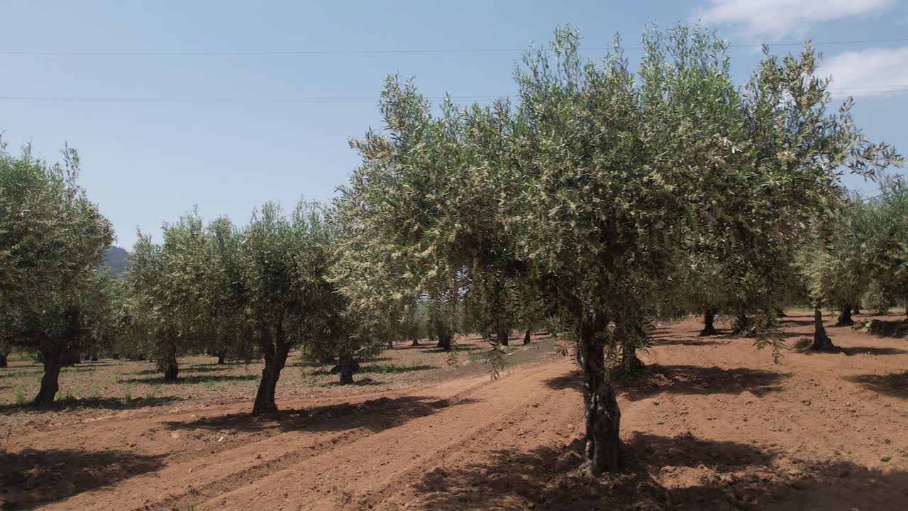 Aerial drone view of a massive olive tree field for the production of olive oil in Portugal