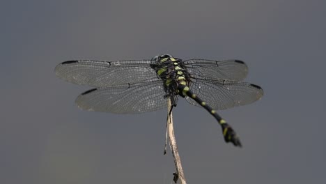 the common flangetail dragonfly is commonly seen in thailand and asia