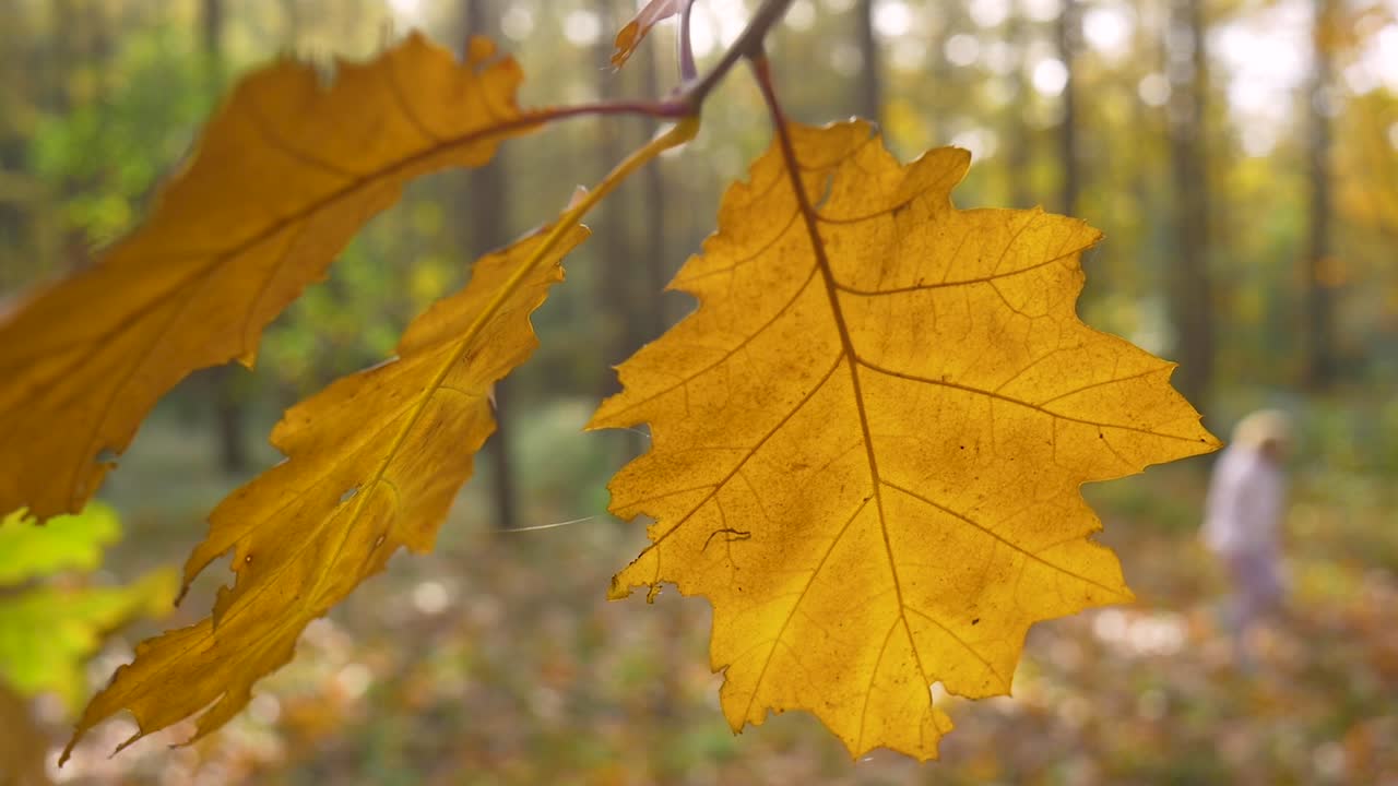 A tree branch with yellow autumn leaves swaying in the wind in the forest