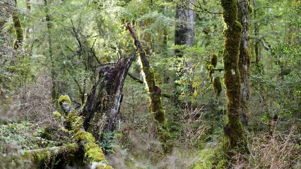 Camera slowly pans through a dense, green rainforest, highlighting moss-covered trees and fallen logs in soft, natural daylight with tranquil atmosphere