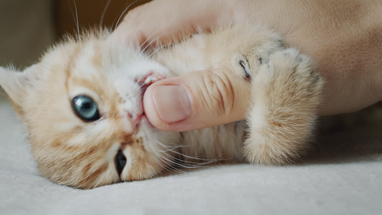 Funny little kitten plays with the owner's finger