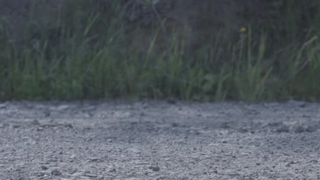 dirt road with grass