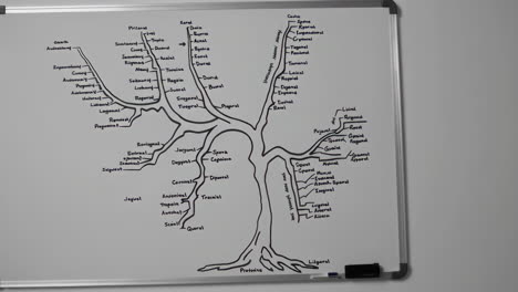phylogenetic tree diagram