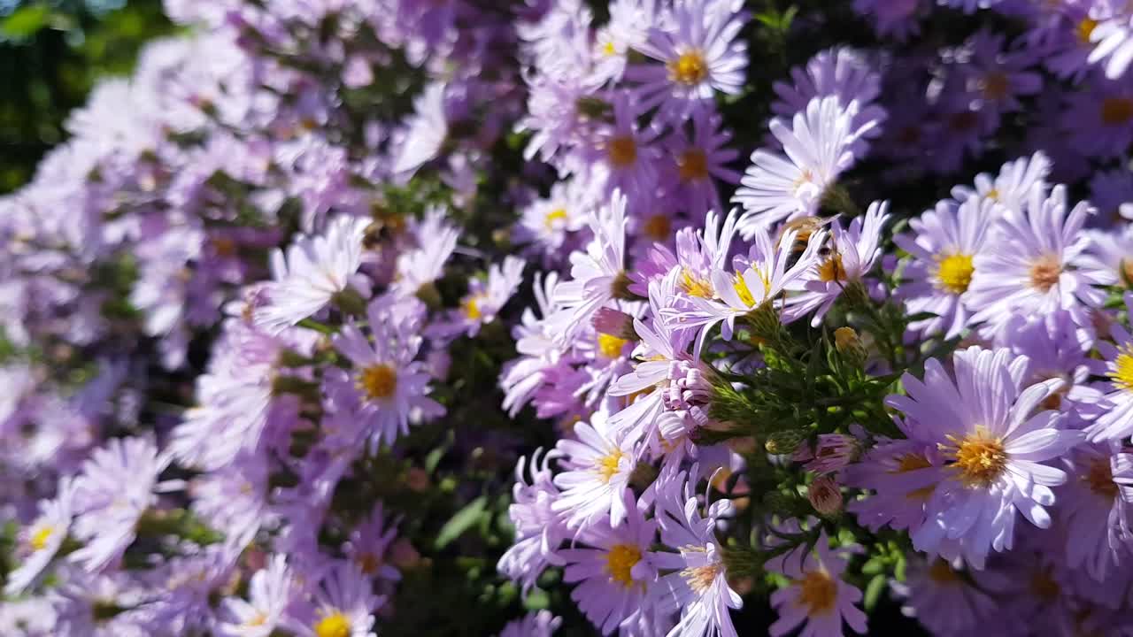Pollination of violet flowers aster