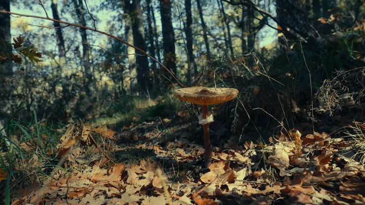 Wild Mushroom Growing on Forest Floor Covered with Autumn Leaves