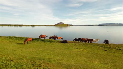 this enchanting drone footage highlights the unique charm of icelandic horses against a canvas of waterfalls and volcanic landscapes.