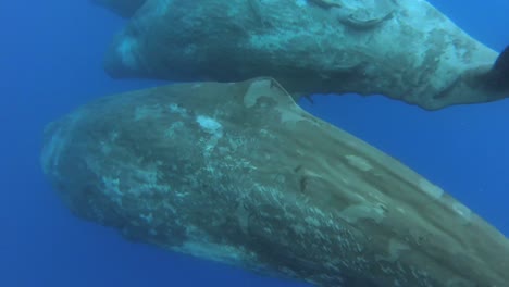 a family of sperm whales in the indian ocean