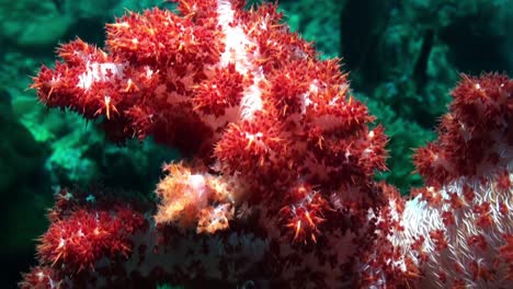 cangrejo de coral blando naranja sentado en un coral blando rojizo llamado dedronephthya, tiro medio durante el día, garras diminutas moviéndose hacia adelante y hacia atrás