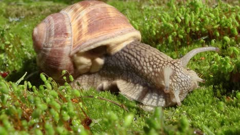 Helix-Pomatia-También-Caracol-Romano,-Caracol-De-Borgoña