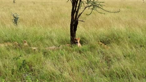 Toma-Manual-De-Una-Manada-De-Leones-Y-Leonas-Descansando-En-La-Base-De-Un-árbol-En-Serengeti