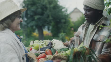 mature couple harvesting vegetables in garden