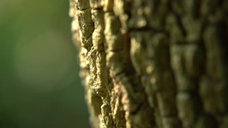 Trees-excrete-through-their-bark