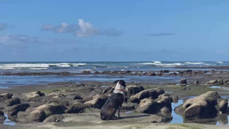 Perro-Viendo-Dos-Grullas-Blancas-Pescando-En-Las-Piscinas-De-Marea-Con-Hermosas-Olas-Rompiendo-En-El-Fondo