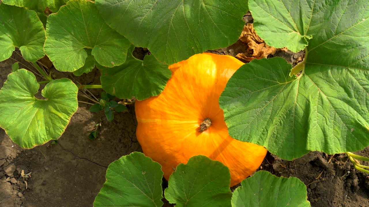 la calabaza creciendo en el huerto. vista de arriba