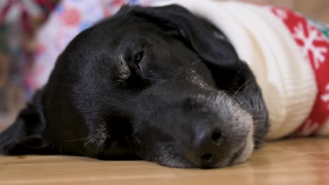 una vista de cerca de un perro labrador senior negro somnoliento con un suéter de tema navideño mientras yace en el suelo