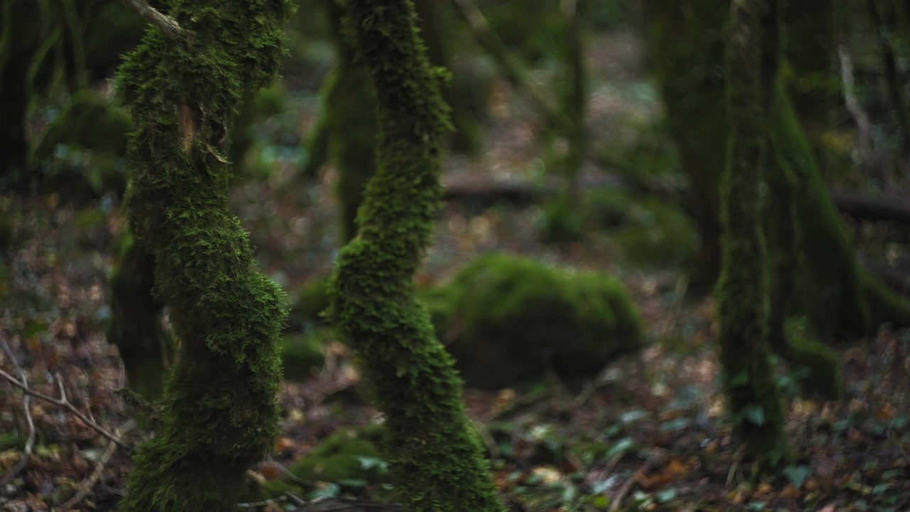 Misteriosa foresta pluviale sfocata