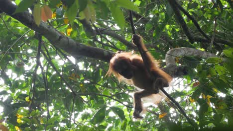 slow motion shot of wild orangutan baby climbing by himself in bukit lawang, sumatra, indonesia