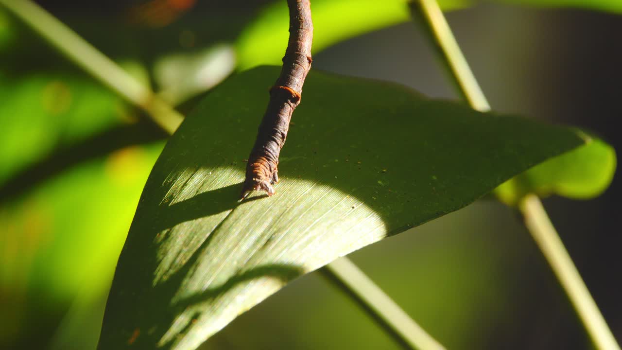 In Peru’s rainforest, Tilt up reveal of a still caterpillar poses as a twig, captured in closeup detail.