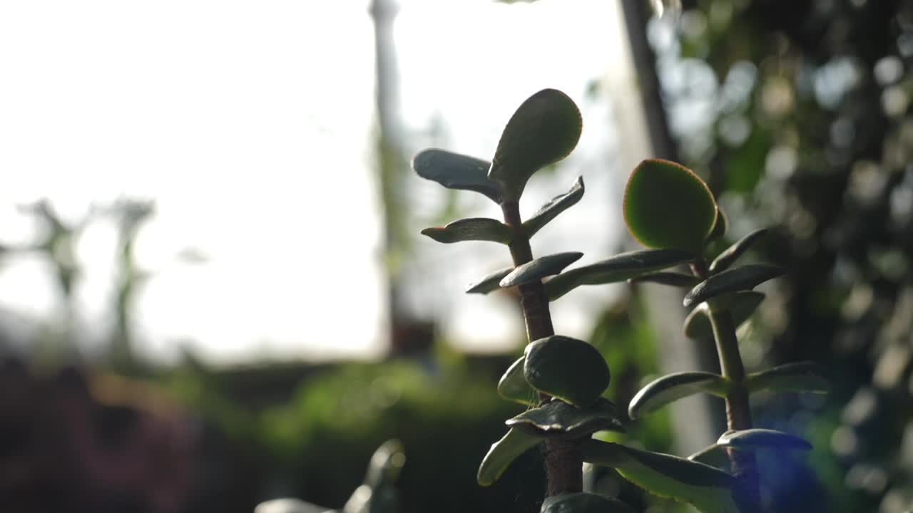 제이드 식물 의 근접 사진