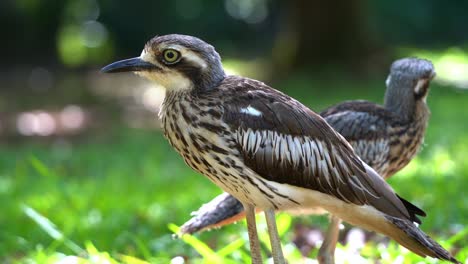 shy ground-dwelling bush stone-curlew, burhinus grallarius spotted standing on open grass plain under the shade, staring into the camera, endemic to australia, close up shot in daylight