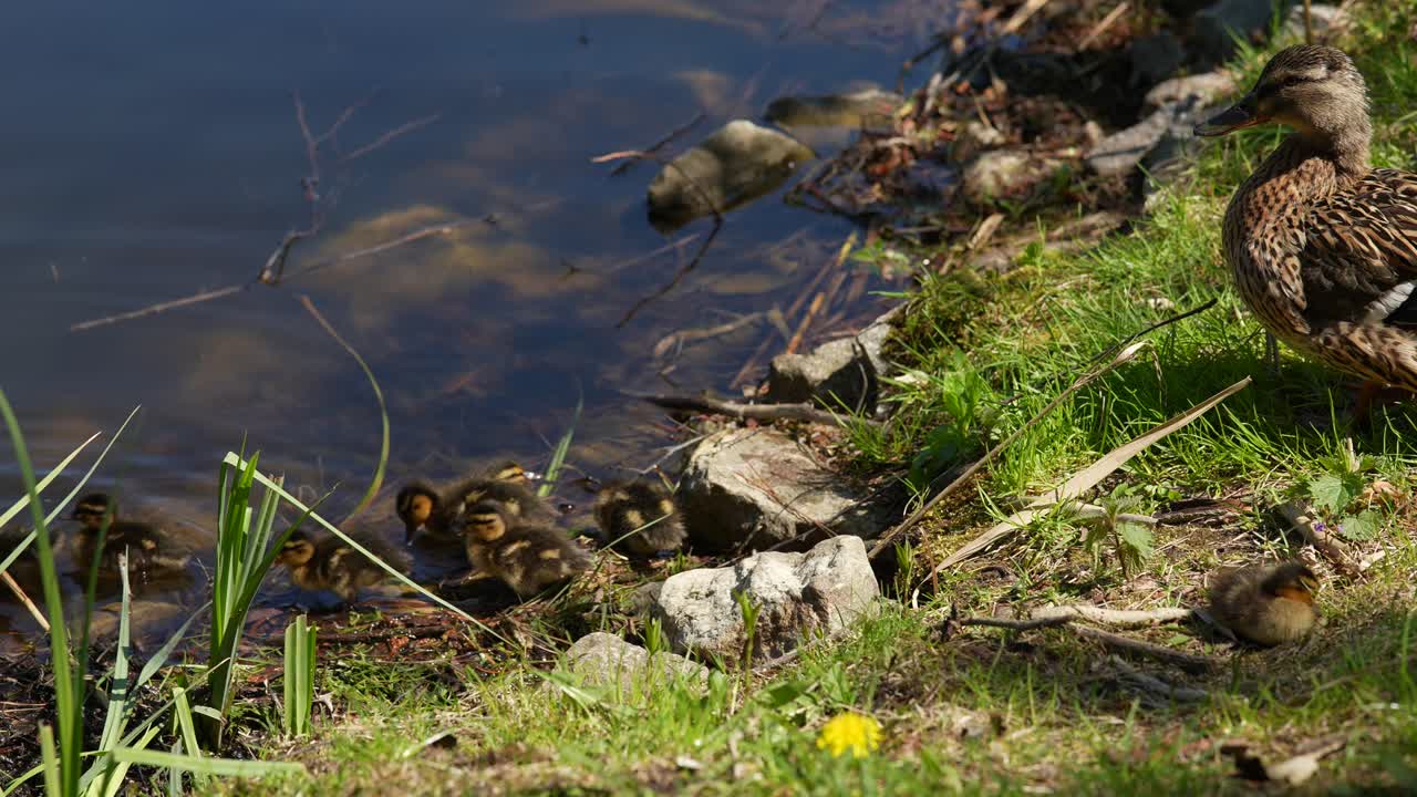мать-качка с утёнками у воды