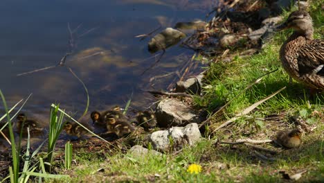 mother duck with ducklings by the water