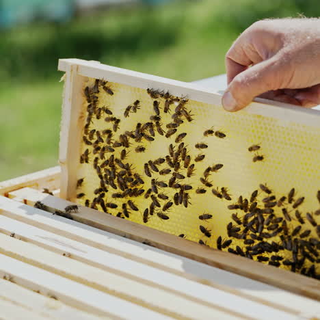 beekeeper works with bees and beehives in the apiary. beekeeping concept