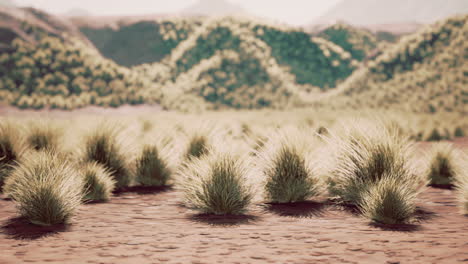 desert area near oasis with shrub vegetation