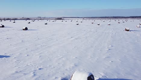 Hay-roll-filed-covered-with-snow-aerial-view-low-sunlight-long-shadows