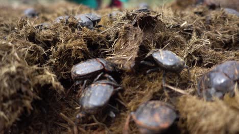 Slowmotion-of-Multiple-Dung-Beetles-in-Poo-of-African-Rhino