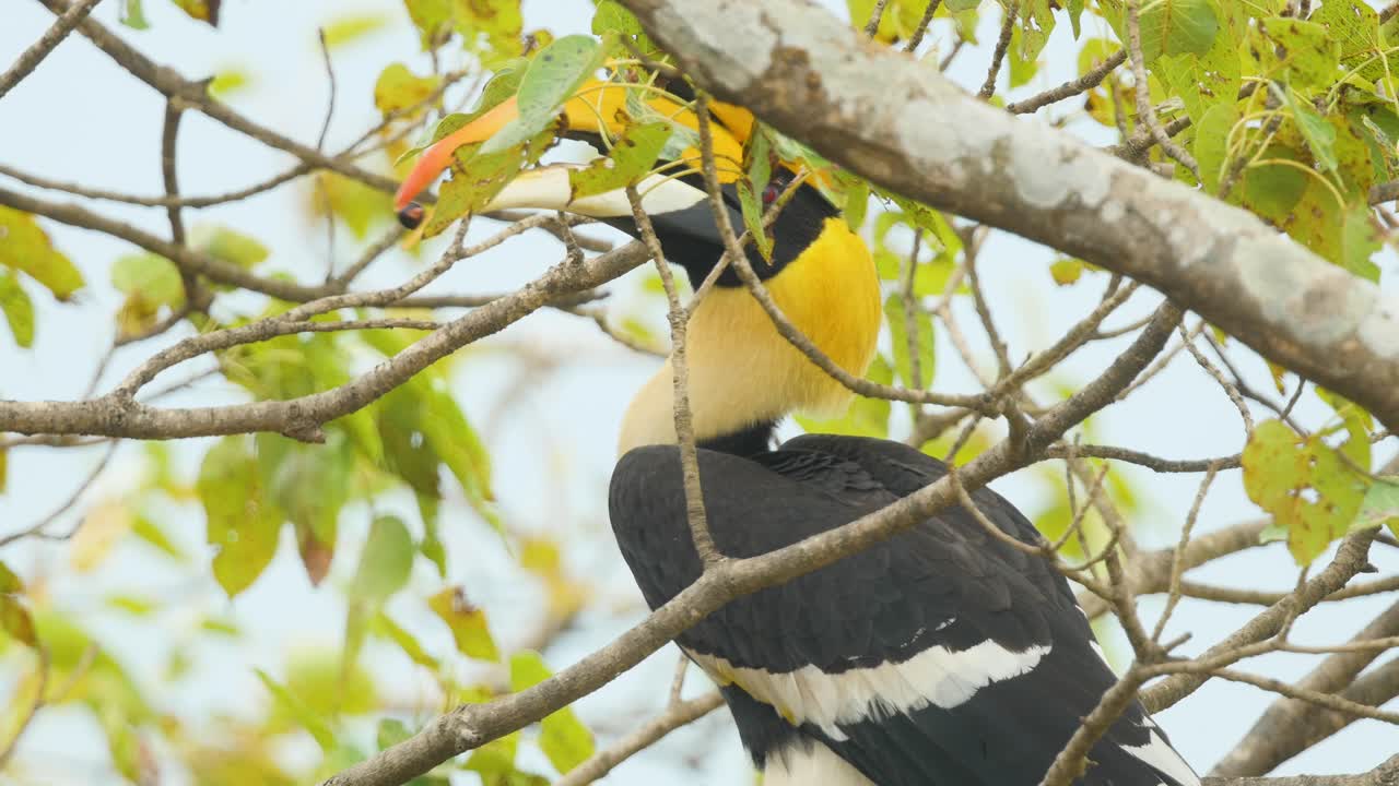 큰 얼룩덜룩한 코뿔새새의 수컷은 무화과나무에 앉아 부리에 무화과를 꺼내 먹습니다. 인도 서부 고트에 있는 거대한 노란색 부리 위에 빨간 눈과 놀라운 통이 있습니다.
