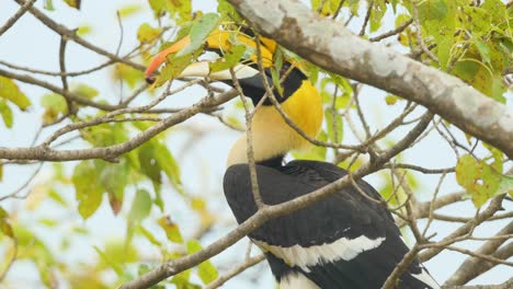 el macho de un gran pájaro cálao se sienta en una higuera sacando un higo en su pico y comiéndolo, tiene un ojo rojo y un barril de aspecto increíble sobre su enorme pico amarillo, en los ghats occidentales de la india