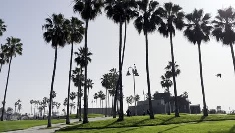 view of venice beach california park with a lot of palm trees