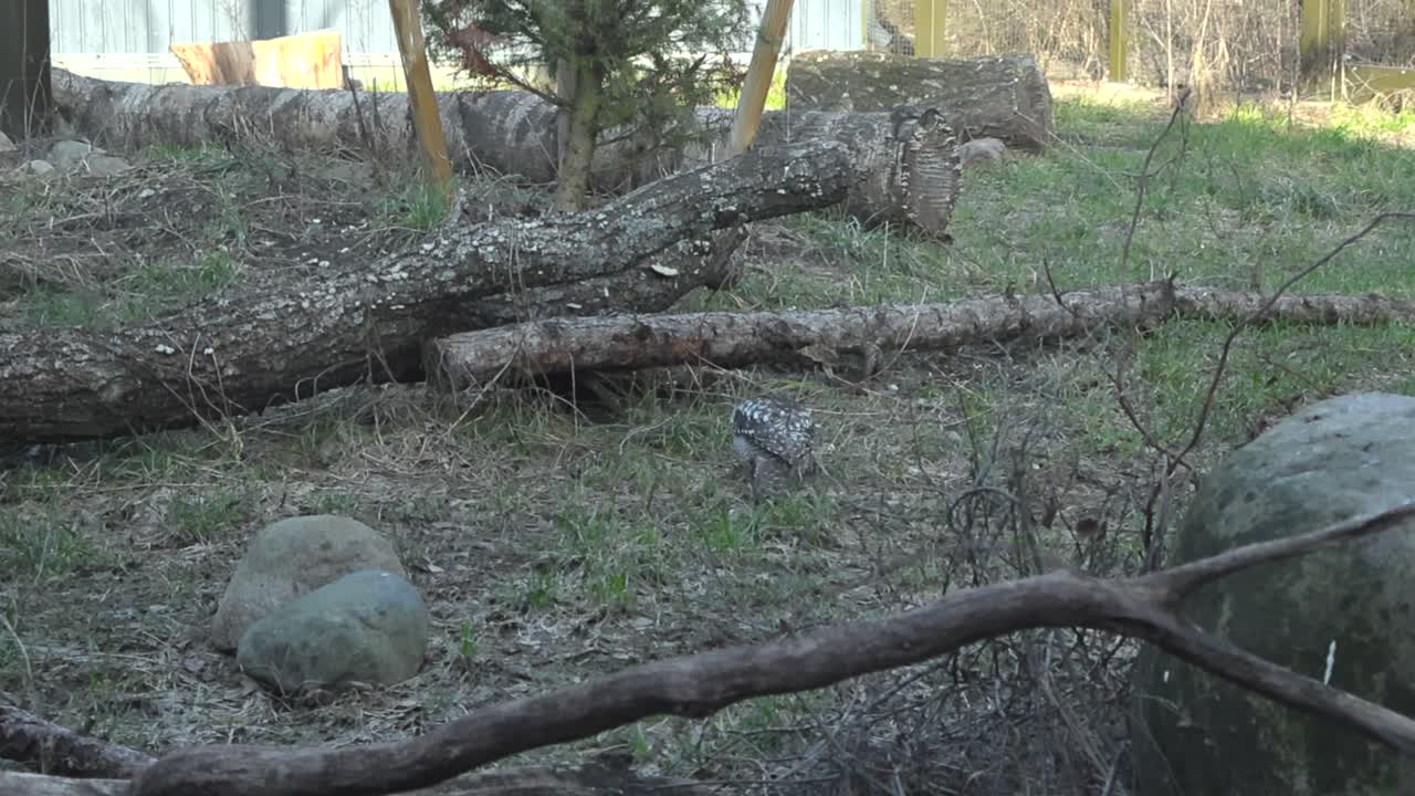 Footage of northern hawk owl in its element at Tallinn Zoo. Owl stands alert on the ground within a naturalistic enclosure with grassy landscape and logs. Owl’s camouflage blend into its environment
