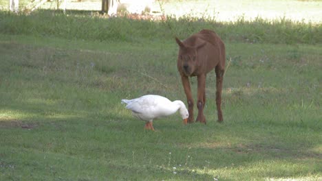 Brown-Llama-And-White-Duck-Feeding-On-The-Grass-In-The-Field-In-Gold-Coast,-QLD