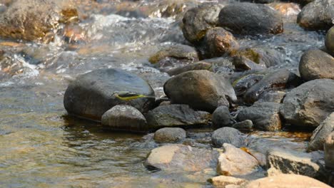 Gesehen,-Wie-Er-Morgens-Auf-Einigen-Felsen-Wedelte,-Während-Er-An-Einem-Bach-Nach-Nahrung-Suchte,-Bachstelze,-Motacilla-Cinerea,-Huai-Kha-Kaeng-Wildlife-Sanctuary-Thailand