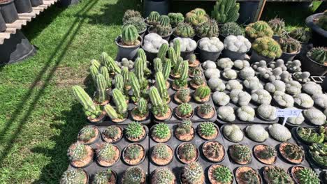 various plants displayed in a sunny outdoor nursery.