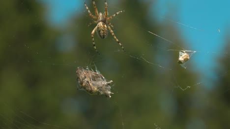 spider on its web with prey