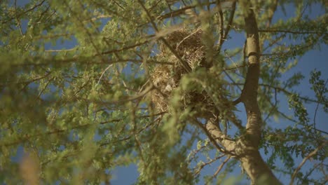 a slowmotion video of a bird's nest inside a tree, morning time