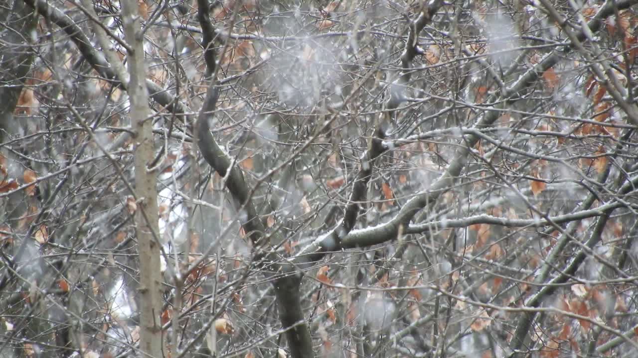 나뭇가지에 눈이 내리고 휴일에 가까운 추운 날씨