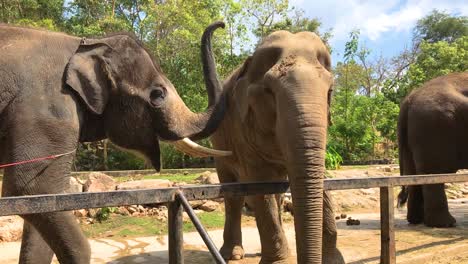 grupo de elefantes asiáticos en un zoológico de tailandia, zoológico abierto, metraje a la luz del día los elefantes esperan a los turistas en el zoológico khao khiao de tailandia