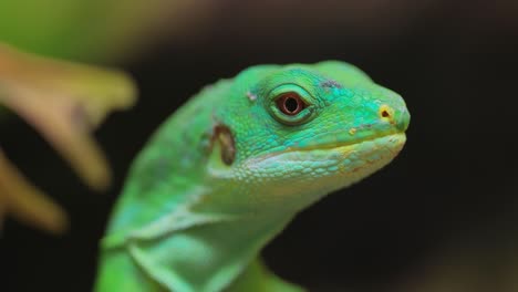 la iguana de bandas de lau (brachylophus fasciatus) es una especie arbórea de lagarto endémica de las islas lau de la parte oriental del archipiélago de fiyi.